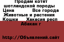Продам котят шотландской породы › Цена ­ 2 000 - Все города Животные и растения » Кошки   . Хакасия респ.,Абакан г.